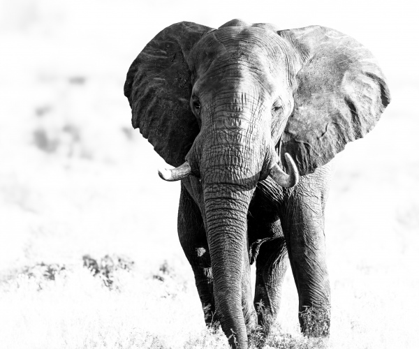 Elephant Memory