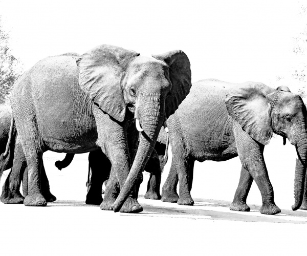 Elephant Matriarch Protecting