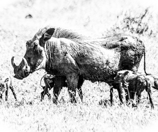 Warthog Mom and Babies