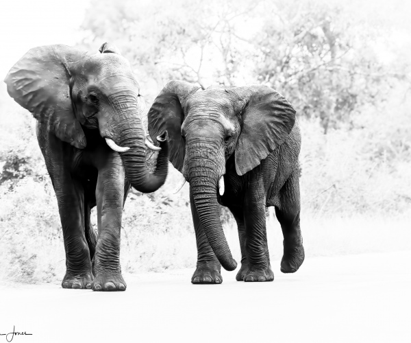Elephants at Play