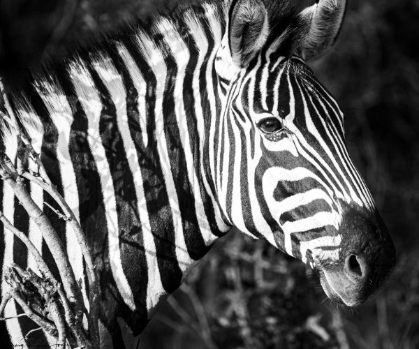 Zebra Stallion