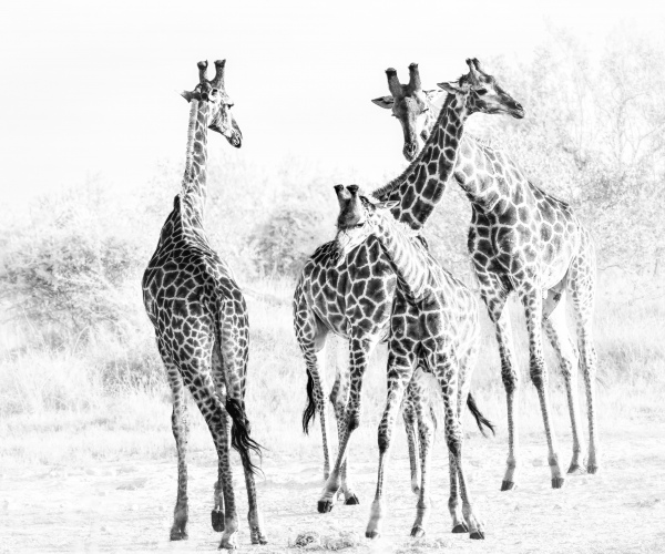 Giraffe Family Tower