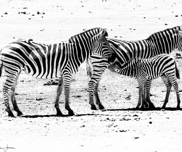 Zebra Part of a Herd