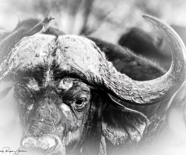Cape Buffalo Bull Protector of the Herd