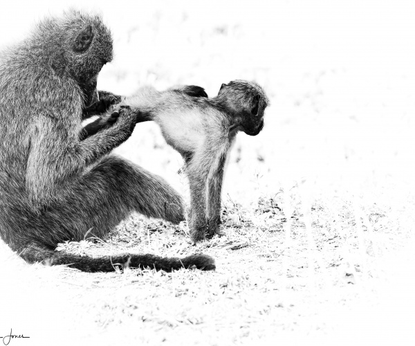 Baboon Preening Youngster