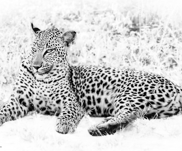 Leopard at Rest