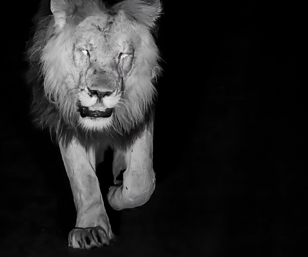 Lion Male Catwalking