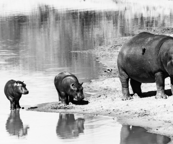 Hippopotamus and Her Babies