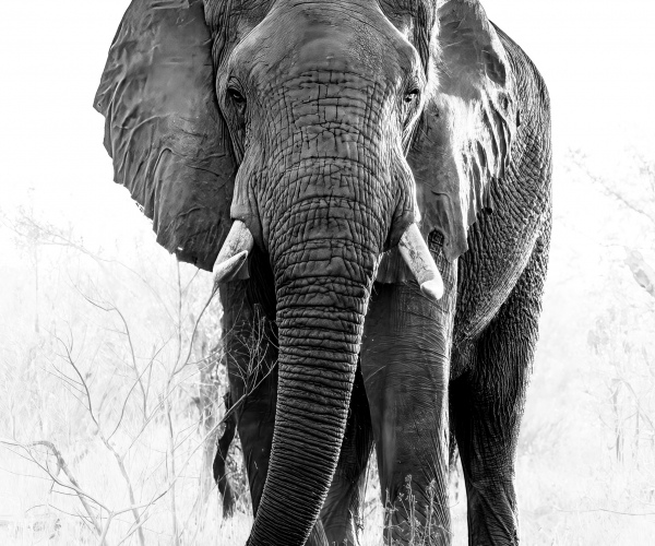 Elephant Male Powerful 