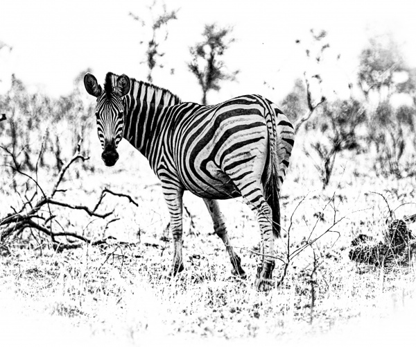Zebra Alone in the Bush