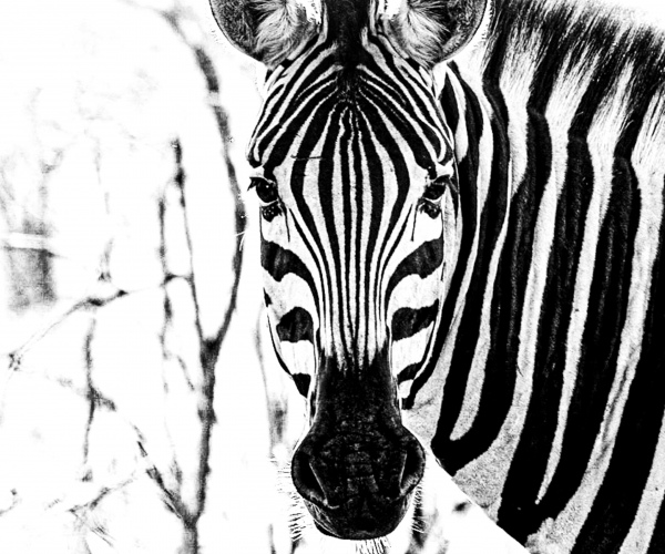 Zebra Close Up