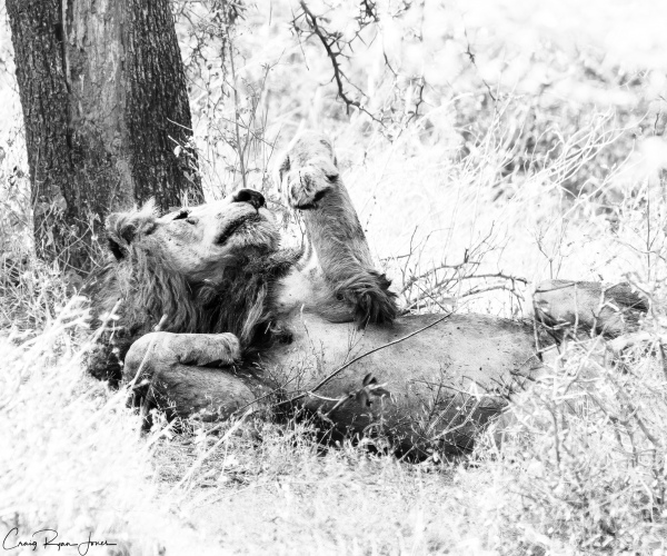 Lion Male Rolling Over