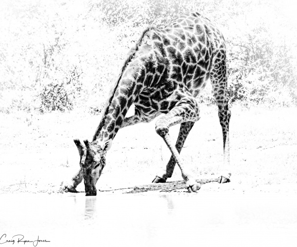 Giraffe Drinking