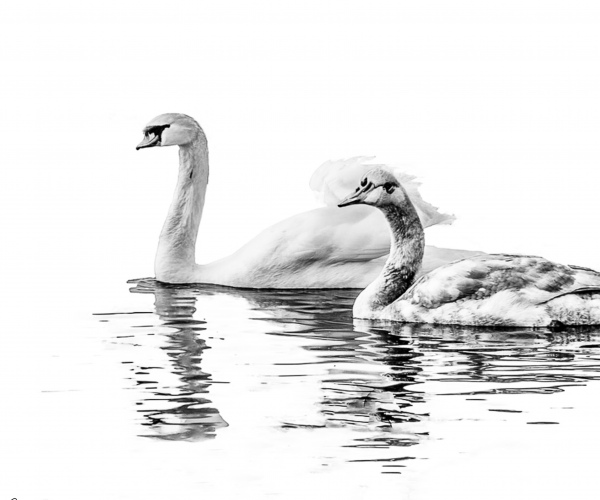 Swans A Couple