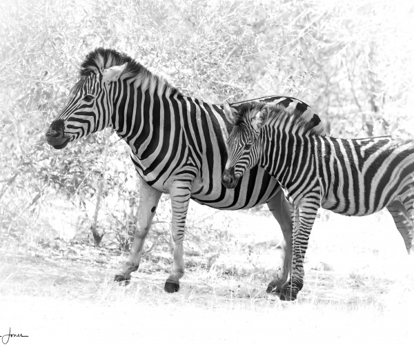Zebra Mare and Foal Finding Cover