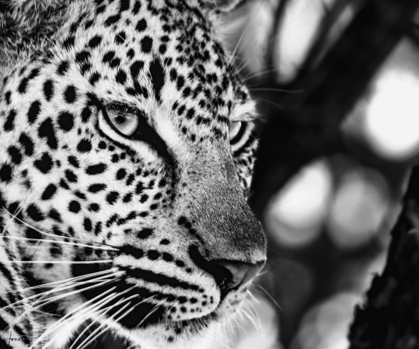 A Leopard's Glance