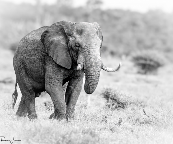 Elephant Ambling Along