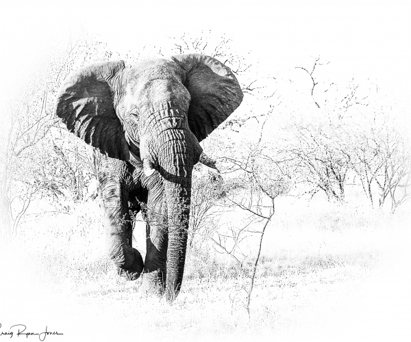 Elephant Charging