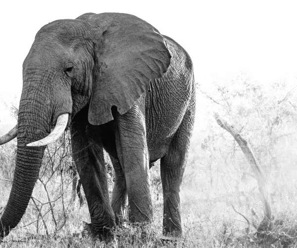 Elephant Male Trunk Extended
