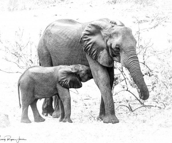 Elephant Motherhood
