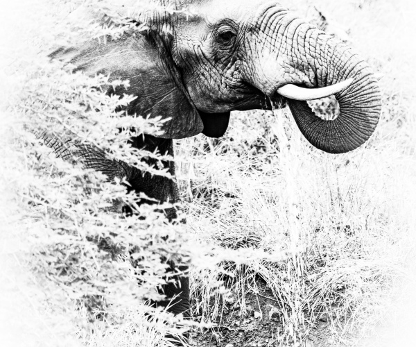 Elephant Drinking