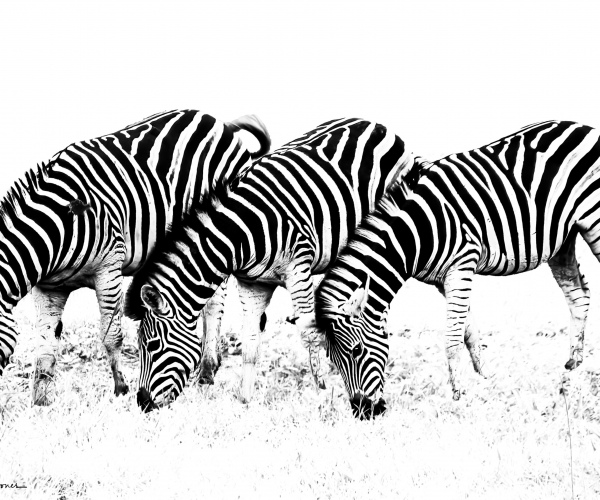Zebra Savanna Patterns