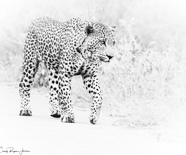 Leopard Male Catwalking