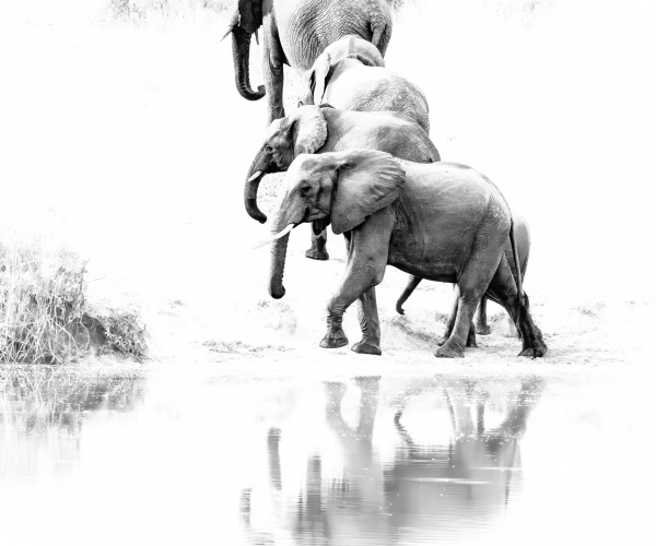 Elephant Family Reflections