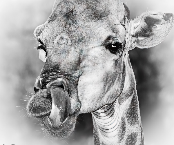 Giraffe Tongue