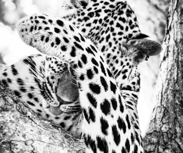 Leopard Embarrassed