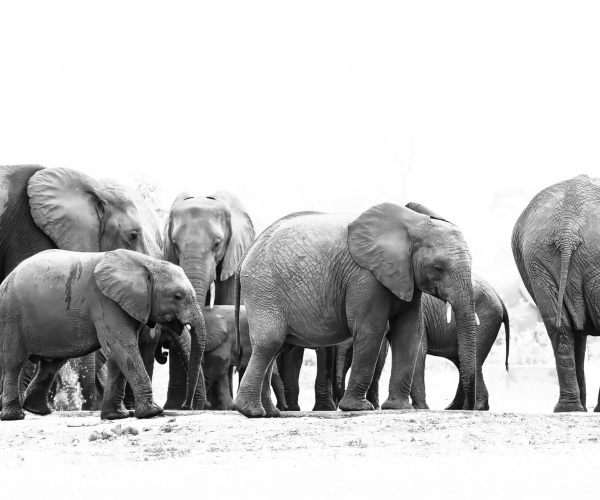 Elephant Conference