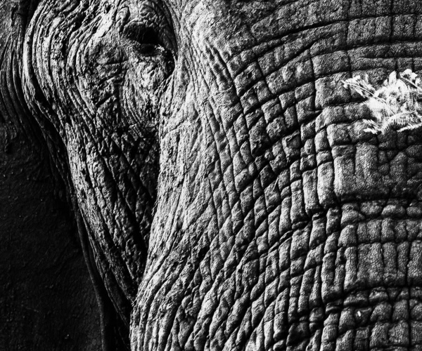 Elephant Textured Skin