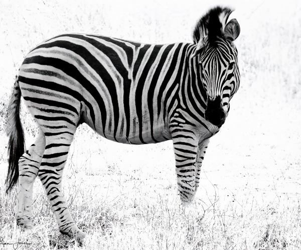 Zebra Lonely