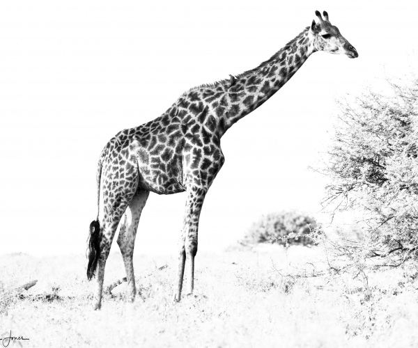 Giraffe Browsing