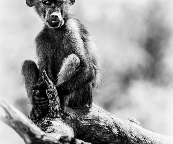 Baboon Baby Watching the Parade