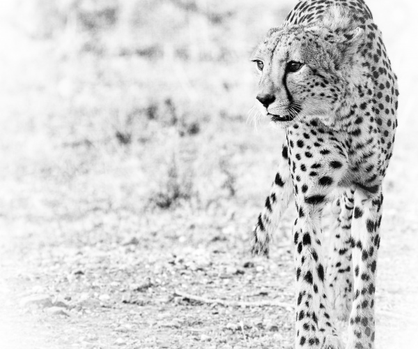 Cheetah Walking