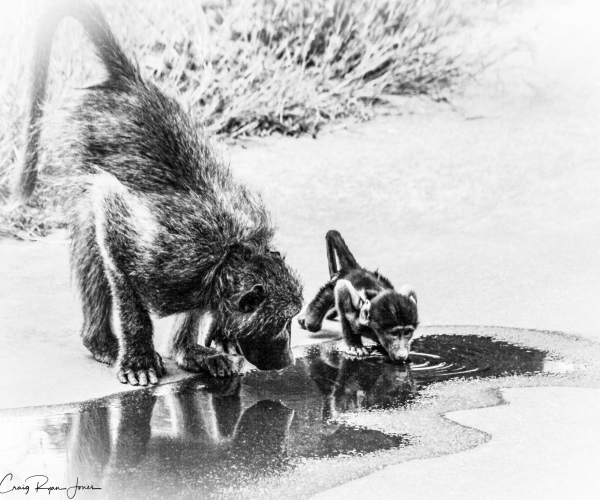 Baboon Roadside Drinks