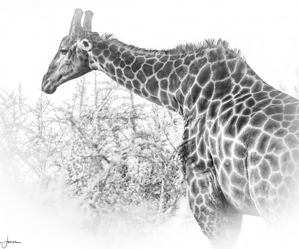 Giraffe Outstretched Neck