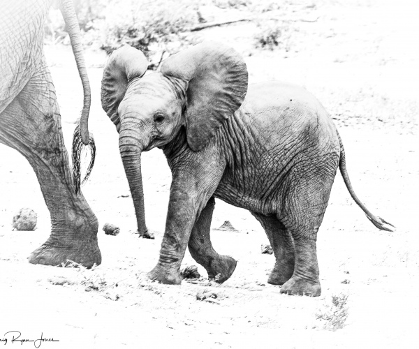 Elephant Baby