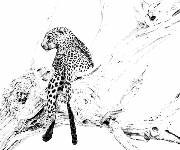 Leopard Resting