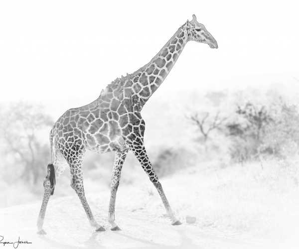 Giraffe Sunset