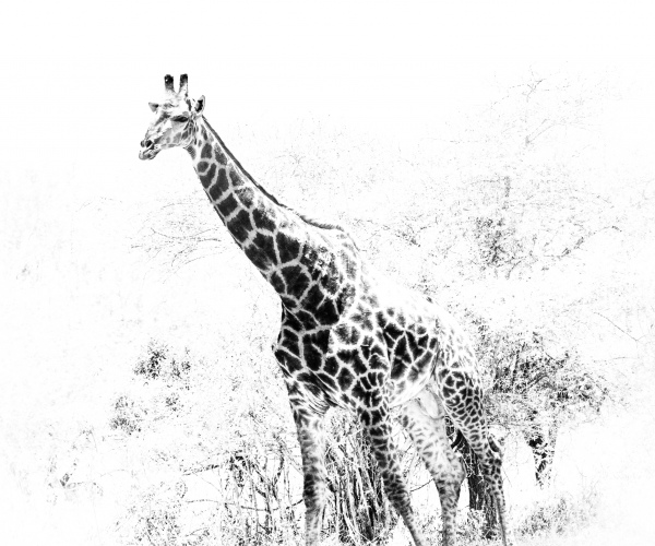 Giraffe Cover