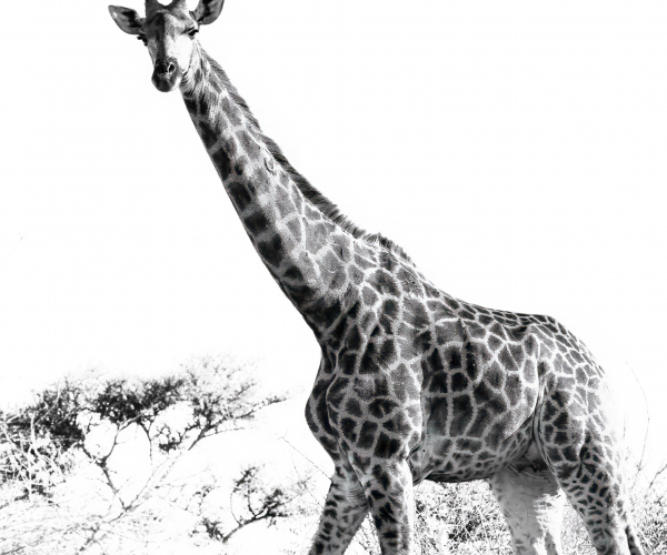 Giraffe Pacing