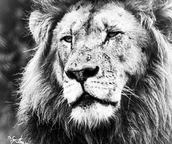 Lion Male Portrait