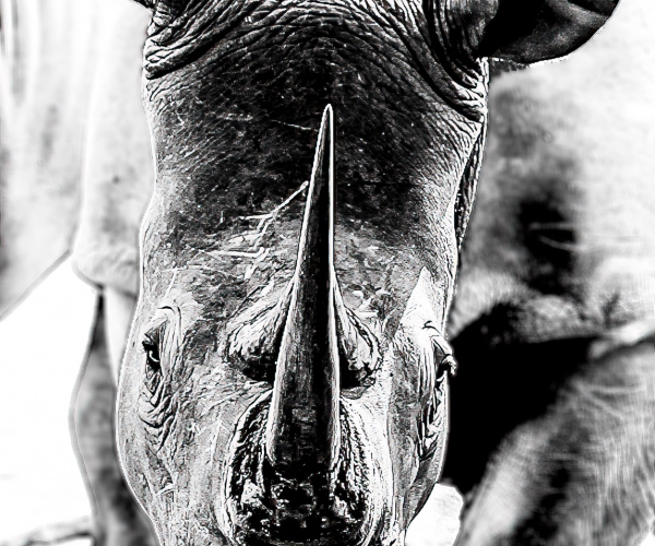 Rhino Horn
