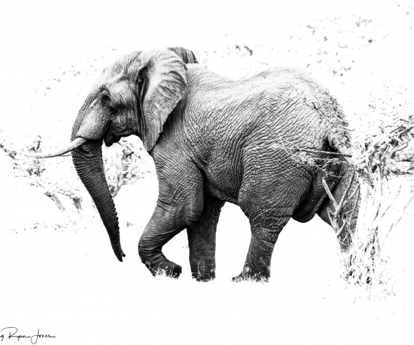 Elephant Bull Solitary 