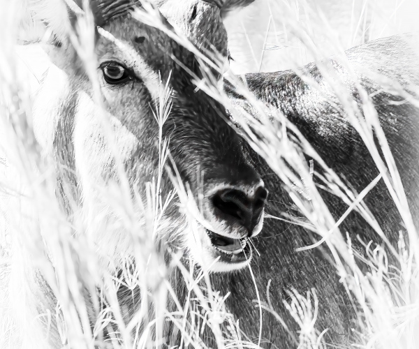 Waterbuck Male Eye to Eye