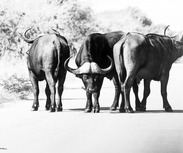 Cape Buffalo Roadblock