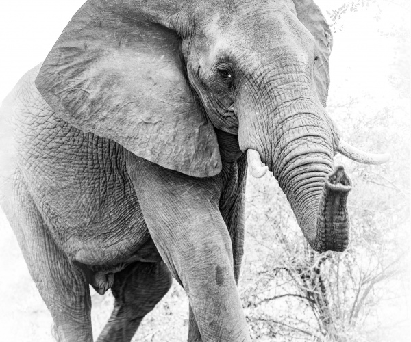 Elephant Female Understanding