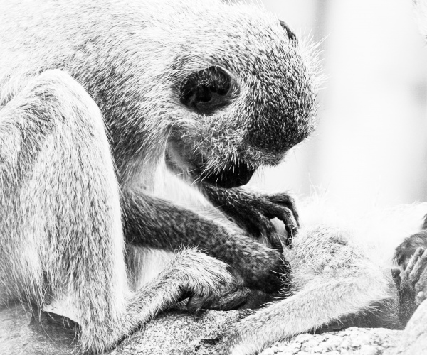 Vervet Monkey Grooming